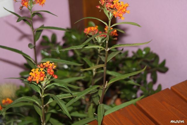 grčki oleander